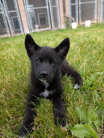 Donkey Kong - Siberian Husky available for adoption at Ontario SPCA (Toronto Area) in Toronto