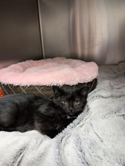 Bertha - Domestic Shorthair cat available for adoption at Ontario SPCA (Toronto Area) in Toronto