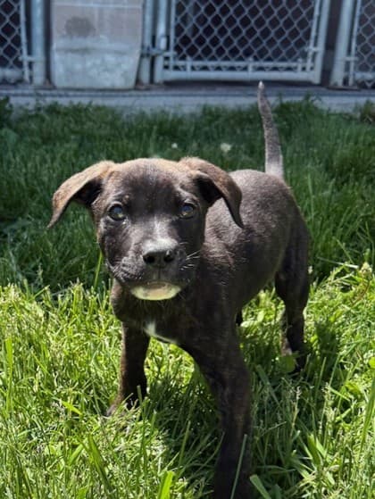 Baguette - Mixed Breed, Large (over 44 lbs fully grown) available for adoption at Ontario SPCA (Toronto Area) in Toronto