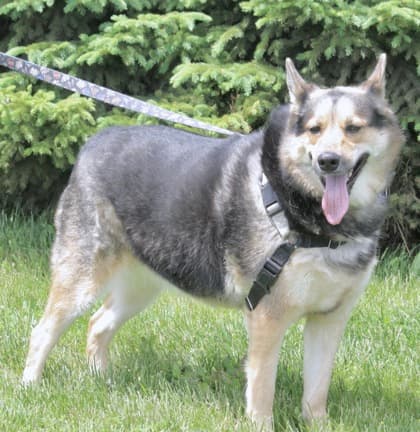 Fran - German Shepherd available for adoption at Ontario SPCA (Toronto Area) in Toronto