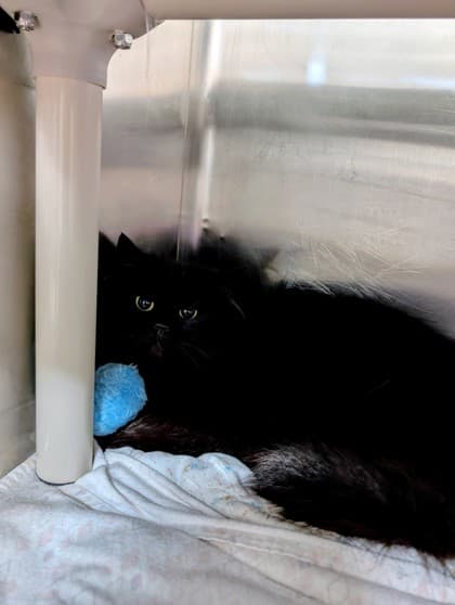 Care Bear - Domestic Shorthair cat available for adoption at Ontario SPCA (Toronto Area) in Toronto