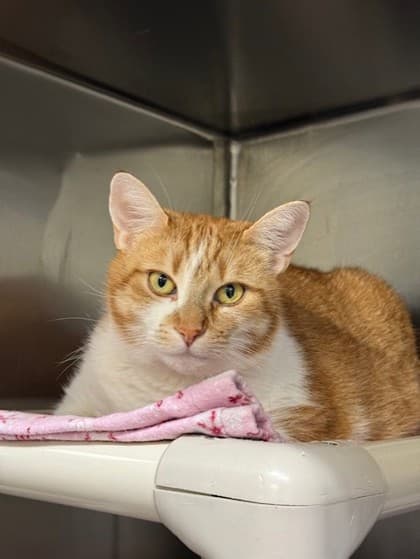 Maya - Domestic Shorthair cat available for adoption in Calgary