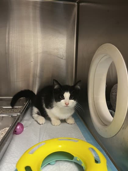 Joseph - Domestic Shorthair cat available for adoption at Ontario SPCA & Humane Society in Whitby