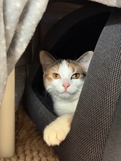 Kylie - Domestic Shorthair cat available for adoption at Ontario SPCA & Humane Society in Whitby