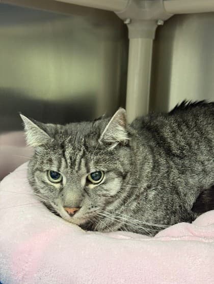 Jumi - Domestic Shorthair cat available for adoption at Ontario SPCA (Toronto Area) in Ontario