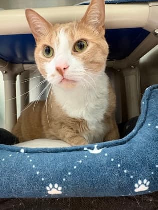 Boots - Domestic Shorthair cat available for adoption at Ontario SPCA (Toronto Area) in Ontario