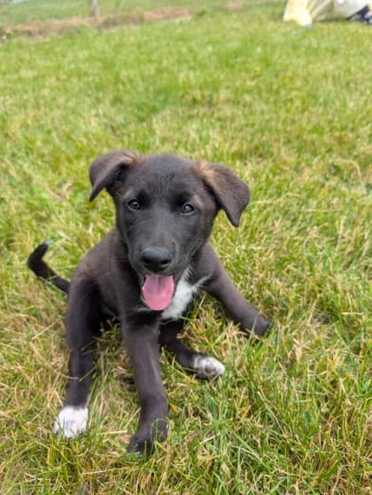 Pong - Siberian Husky available for adoption at Ontario SPCA (Toronto Area) in Toronto