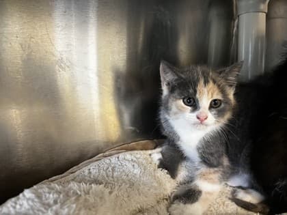 Coral - Domestic Shorthair cat available for adoption at Ontario SPCA (Toronto Area) in Toronto