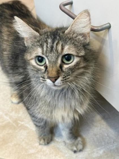 Frida - Domestic Shorthair cat available for adoption in Calgary