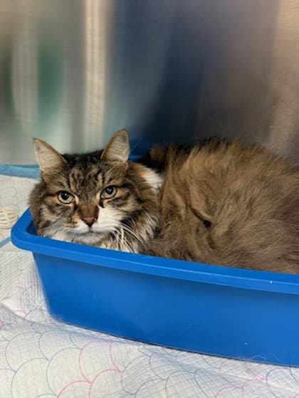 Willy - Domestic Medium Hair cat available for adoption at Ontario SPCA (Toronto Area) in Ontario