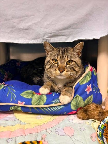 Ainsbury - Domestic Shorthair cat available for adoption at Ontario SPCA (Toronto Area) in Ontario