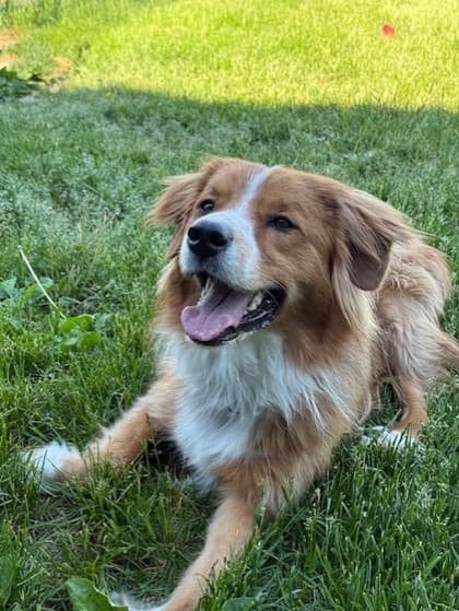 Ollie - Mixed Breed, Large (over 44 lbs fully grown) available for adoption at Ontario SPCA (Toronto Area) in Toronto