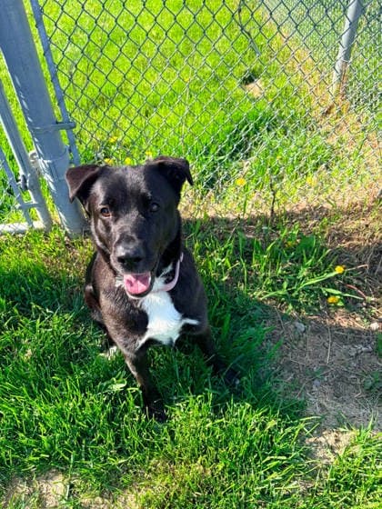 Baby - Retriever, Labrador available for adoption at Ontario SPCA (Toronto Area) in Ontario