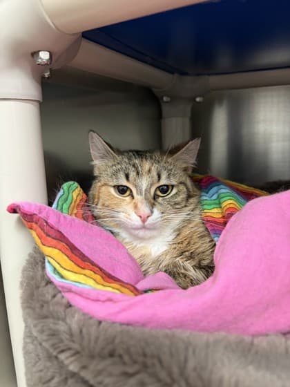Tabitha - Domestic Shorthair cat available for adoption at Ontario SPCA (Toronto Area) in Ontario