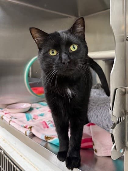 Jasper - Domestic Shorthair cat available for adoption at Ontario SPCA & Humane Society in Whitby