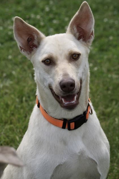 Mufasa - Siberian Husky available for adoption at Ontario SPCA (Toronto Area) in Toronto