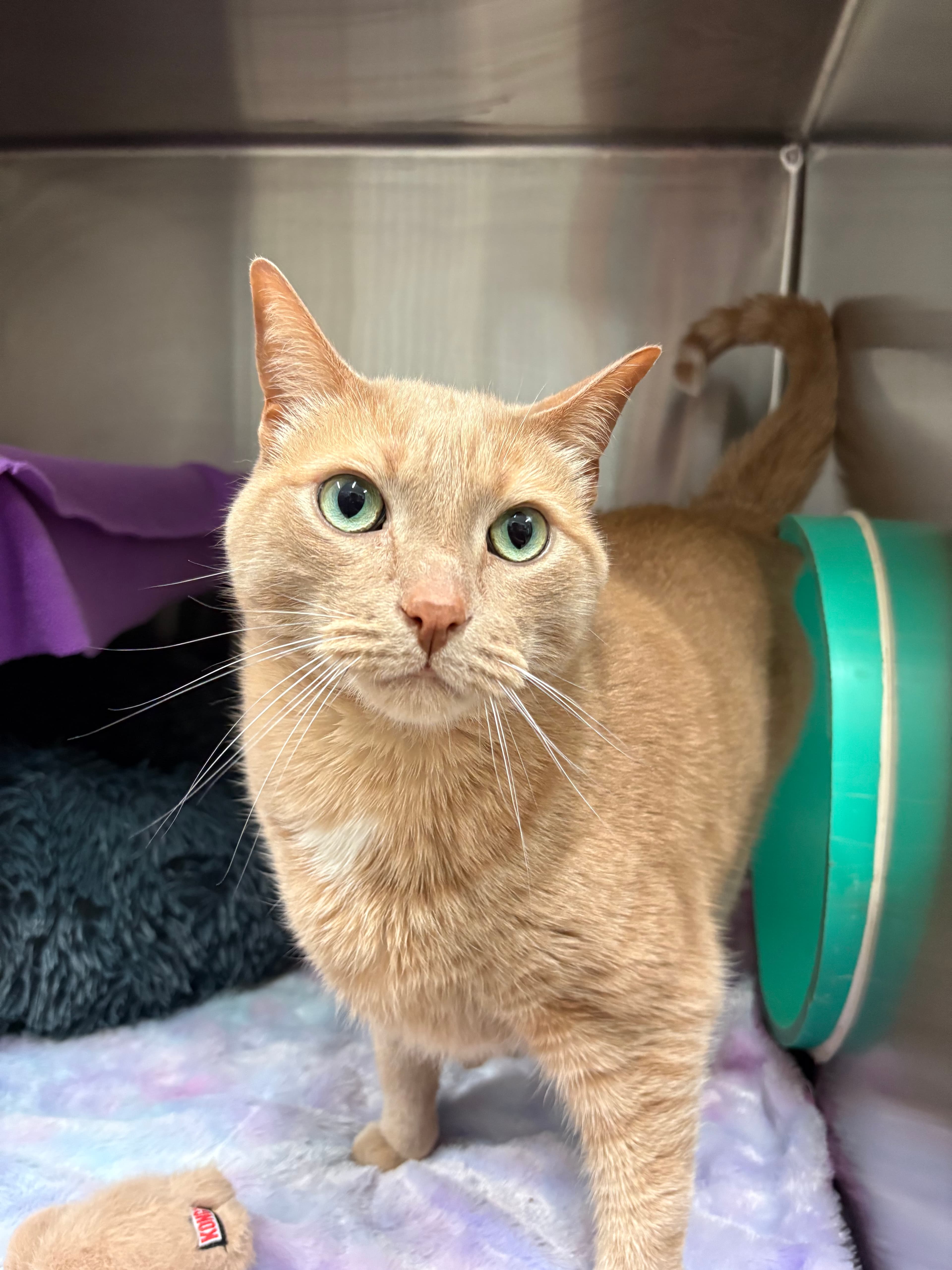 Hunter - Domestic Shorthair cat available for adoption at Ontario SPCA (Toronto Area) in Ontario