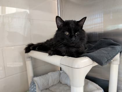 Baloo - Domestic Shorthair cat available for adoption at Ontario SPCA (Toronto Area) in Toronto