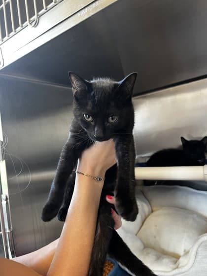 Willow - Domestic Shorthair cat available for adoption at Ontario SPCA (Toronto Area) in Toronto