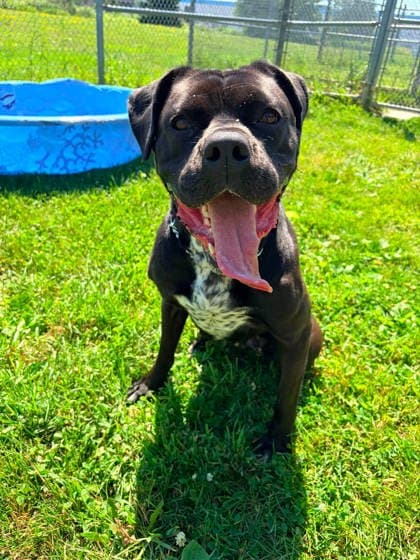 Whitney - Boxer available for adoption