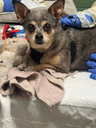 Boo-Boo - Chihuahua, Short Coat available for adoption at Ontario SPCA (Toronto Area) in Toronto