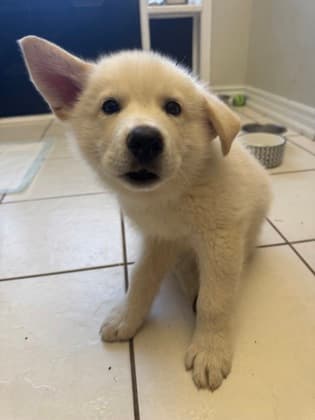 Tetris - Siberian Husky available for adoption at Ontario SPCA & Humane Society in Whitby
