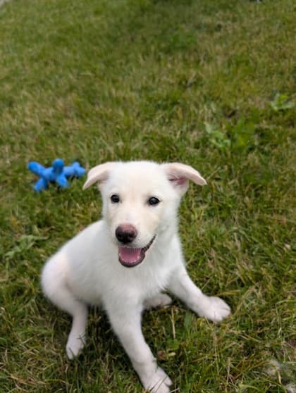 Kirby - Siberian Husky available for adoption at Ontario SPCA & Humane Society in Whitby