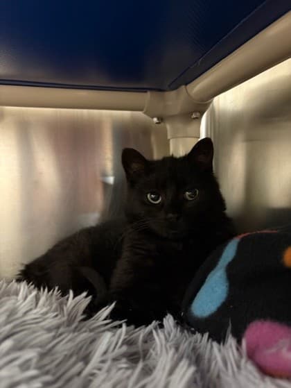 Sidney - Domestic Shorthair cat available for adoption at Ontario SPCA (Toronto Area) in Ontario