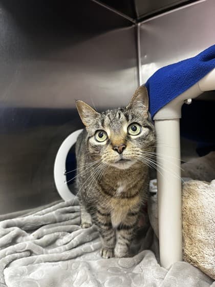 Maritia - Domestic Shorthair cat available for adoption at Ontario SPCA & Humane Society in Whitby