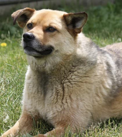 Hot Dog - Siberian Husky available for adoption at Ontario SPCA (Toronto Area) in Toronto