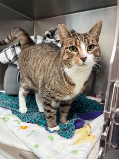 Pish - Domestic Shorthair cat available for adoption at Ontario SPCA (Toronto Area) in Toronto