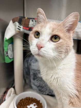 Vikki - Domestic Shorthair cat available for adoption at Ontario SPCA (Toronto Area) in Toronto