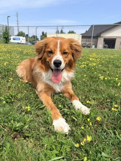 Ollie - Mixed Breed, Large (over 44 lbs fully grown) available for adoption