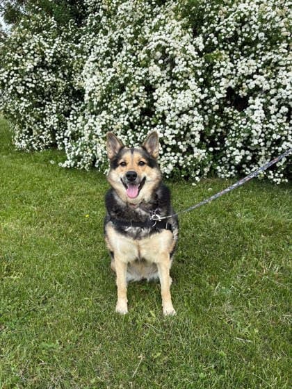 Fran - German Shepherd available for adoption at Ontario SPCA & Humane Society in Whitby