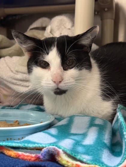 Aspen - Domestic Shorthair cat available for adoption in Calgary