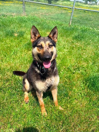 Trixie - Shepherd available for adoption at Ontario SPCA (Toronto Area) in Toronto
