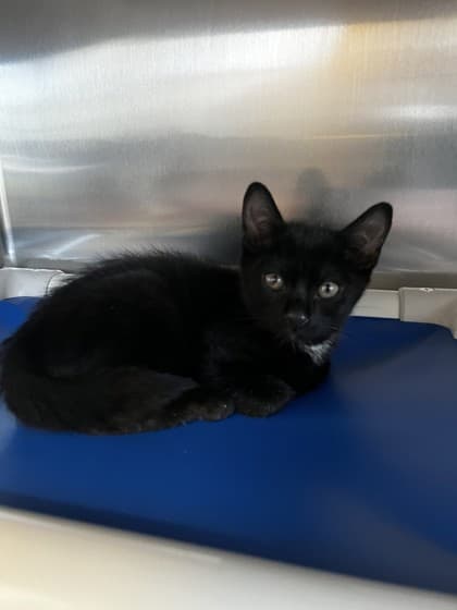 Peanut - Domestic Shorthair cat available for adoption at Ontario SPCA (Toronto Area) in Toronto