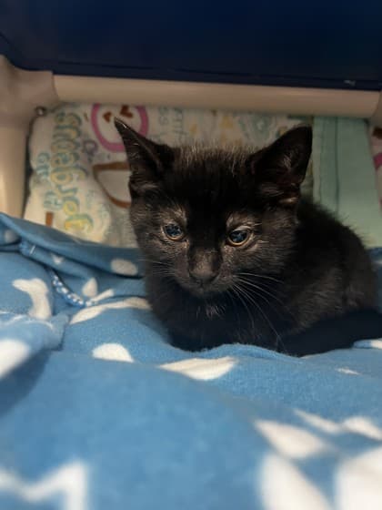 Faith - Domestic Shorthair cat available for adoption at Ontario SPCA & Humane Society in Whitby