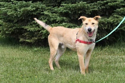 Pluto - Siberian Husky available for adoption at Ontario SPCA & Humane Society in Whitby