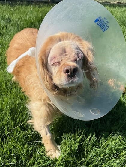 Platinum - Spaniel, American Cocker available for adoption at Ontario SPCA (Toronto Area) in Ontario