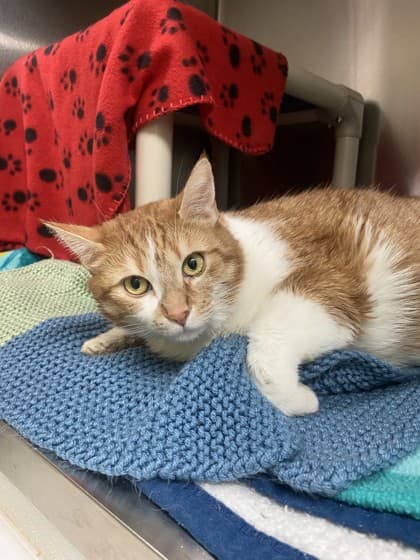 Maya - Domestic Shorthair cat available for adoption at Ontario SPCA (Toronto Area) in Ontario