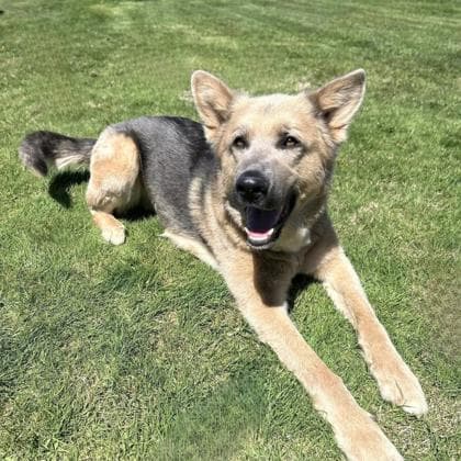 Shady - German Shepherd available for adoption in Calgary