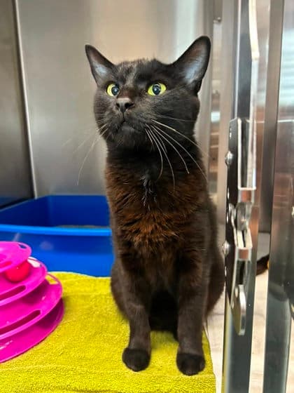 Felix - Domestic Shorthair available for adoption