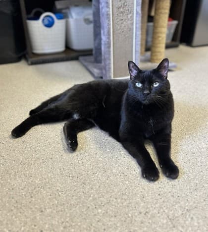 Lucy - Domestic Shorthair cat available for adoption in Calgary