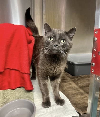 Lunchbox - Domestic Shorthair cat available for adoption in Calgary