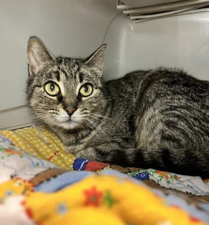 Mia - Domestic Shorthair cat available for adoption in Calgary