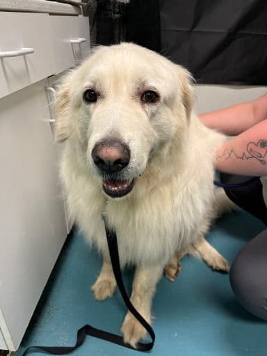 Sky - Maremma Sheepdog available for adoption at Ontario SPCA & Humane Society in Thunder Bay