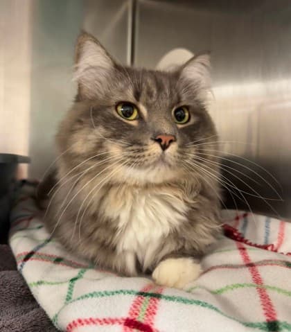 Tinu - Domestic Longhair cat available for adoption at Ontario SPCA & Humane Society in Thunder Bay