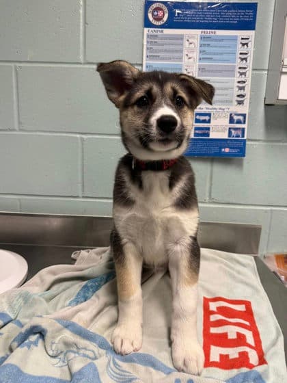 Bailey (Snowball 6) - Alaskan Husky available for adoption at Ontario SPCA & Humane Society in Thunder Bay