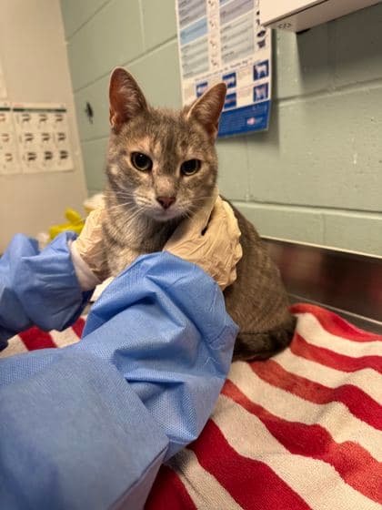 Fia - Domestic Shorthair cat available for adoption at Ontario SPCA & Humane Society in Thunder Bay